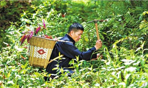 遭遇网络侵权,老苗医需要支援