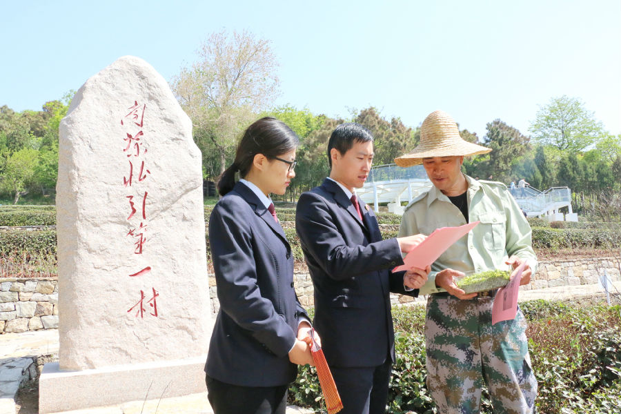 山东日照岚山：让“茶叶子”成为致富增收的“金叶子”