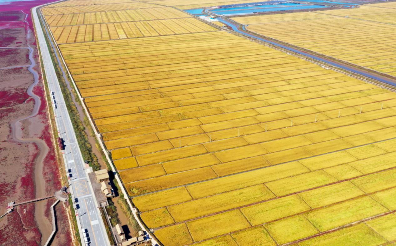 超级稻沈农265辽宁盘锦大面积试验示范现场。沈阳农业大学供图